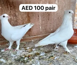 Many varieties Pigeon Available for sale Sharjah Al Zubair
