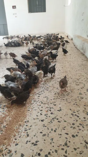 عتوقه عمر شهرين  مخلط للبيع
