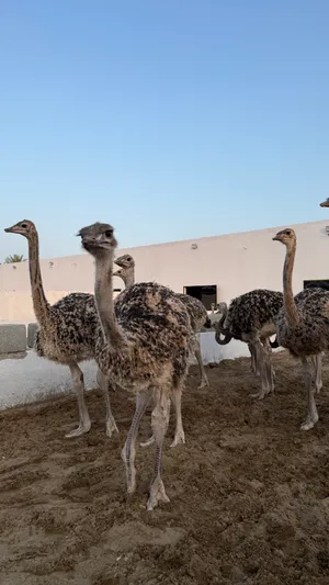 بيع النعام الحي ومشتقاته