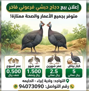 دجاج حبشي كانجا للبيع بمختلف الأعمار