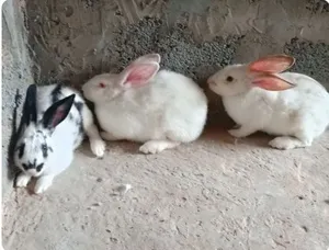 مطلوب كوبيا ارانب عربيات للباع