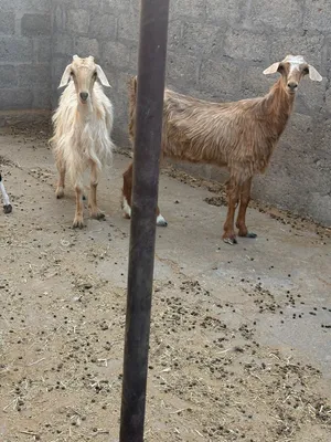 شاه من حلال جامودي صنف