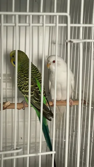 زوج بادجي جاهز لإنتاج الوصف مهم جدا !!!!
