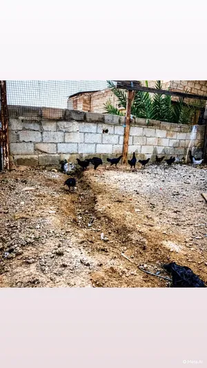 فرخة بكستاني