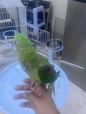 Hand tame napali parrot start talking for sale