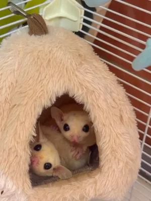 Sugar Glider Male &Female