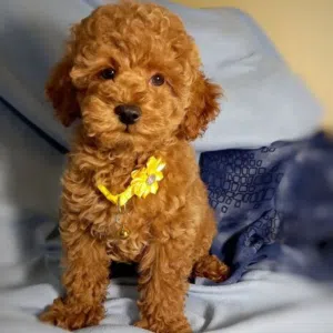 toy poodle for sale to a nice and loving family