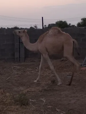 بكره للبيع شوف الوصف ((بيعه مستعجله ))