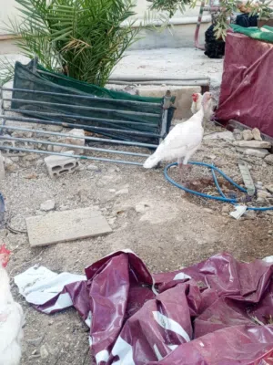 يوجد حبش عدد 3 بالإضافة ذكر عدد 1 وحده راقدة بدون بيض  يوجد بط عدد 8 شغال مع ذكرين