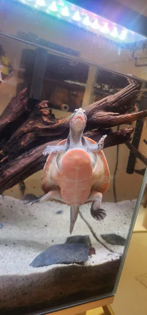 rare red belly turtle