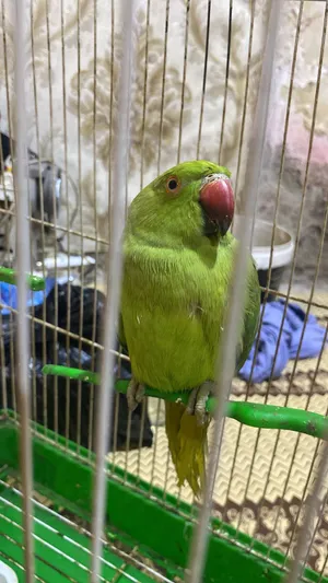 ببغاء دره هندي