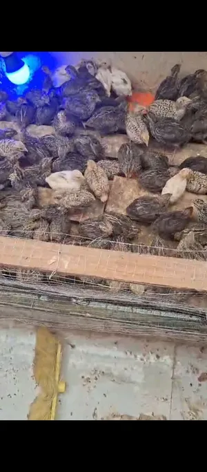 طيور السمان