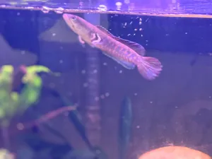 Blue pulchara snake head for sale
