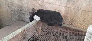 ارانب للبيع بلدي وفرنسي
