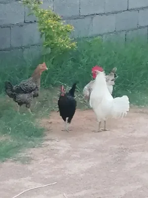 دجاج بلدي 3 وديك
