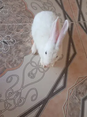 ارانب هولنديه للبيع