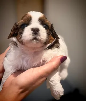Purebred Shih Tzu Puppies Looking for  Loving Homes!