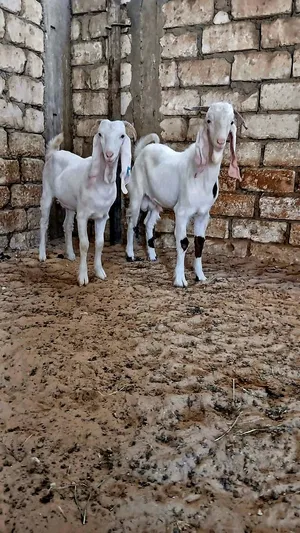 جدي واعناق للبيع