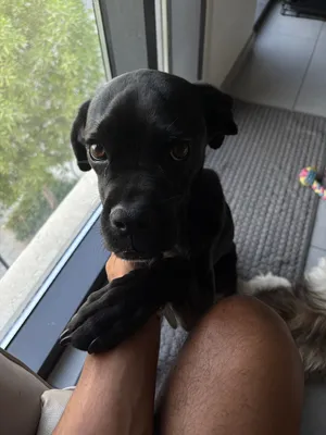 Cane Corso puppy female