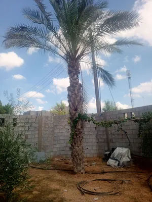 نخلة برنسيه درجة اولى طولها 3ميترو مطلعة 9 عرجين السنه هادي