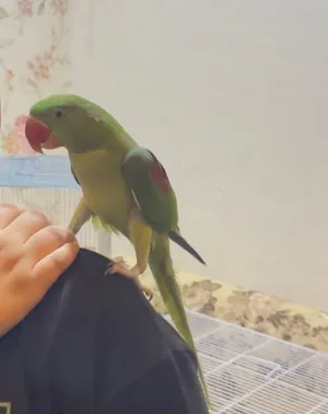 درا نيبالي اليف طينة