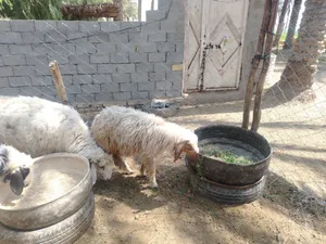 غنم قصابة للبيع