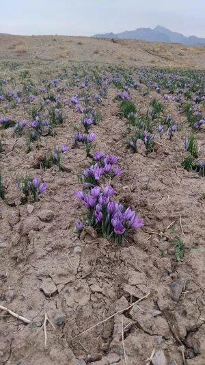 زعفران ایرانی