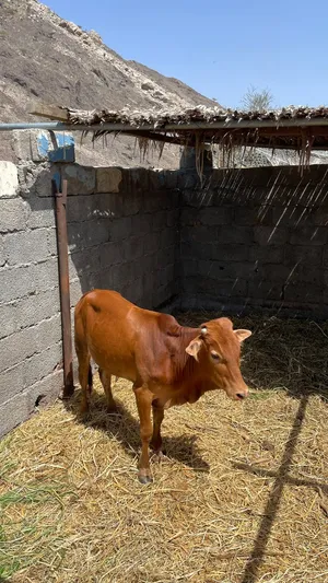 عجل محلي للبيع