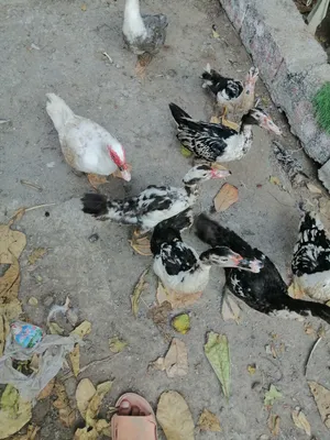 بط مصري وسحلافا للبيع