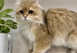 قطط للتزاوج مستويات عاليه للانتاج ، cats for mating , top breeds
