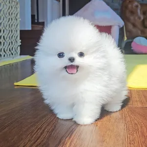 Health Miniature pomeranian puppy Ready for a Loving Home