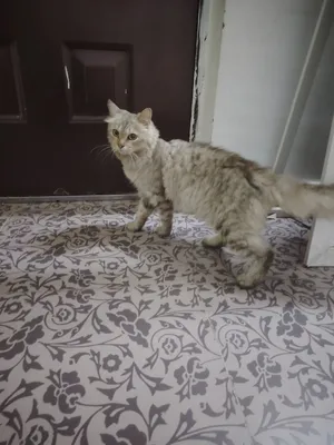 شيرازي..........