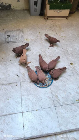 طير الراعبي النجفي الاصلي