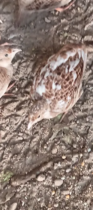 صفارد أنثى ابيض عمر 3 شهر
