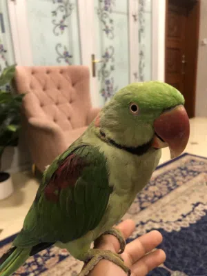 ذكر نيبالي أليف جداً لعوب و مسالم