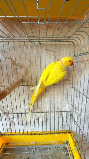 جوز ببغاء دره لاتينو شغالات