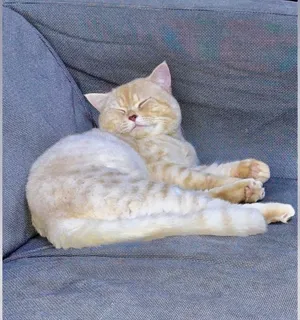 British shorthair male cat