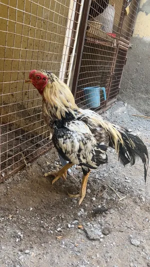 للبيع ديك ميوالي زيرو