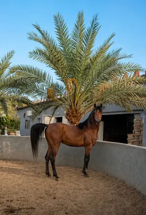 Horse stallion