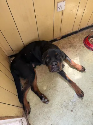 Rottweiler