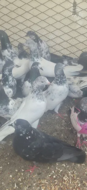 پاکستانی pejion for sell 50 pieces