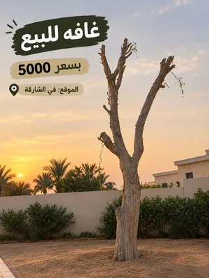غافه للبيع