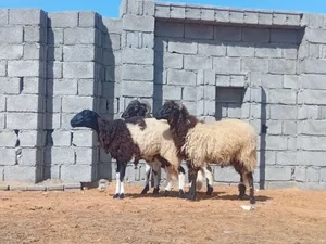 سعي للبيع ربي يبارك