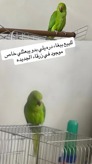 للبيع ببغاء مع قفص بسعر حرق