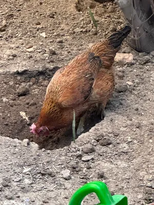 مطلوب دجاجه كاركه عنده للبيع يتواصل