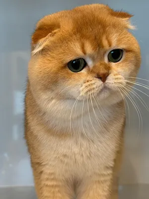 Scottish Triple Fold ny12 WCF