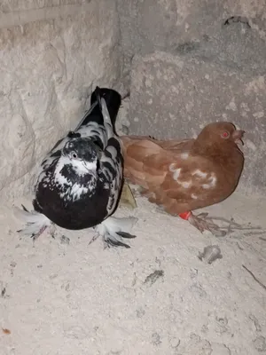 جوز مكاوي بيع او بدل