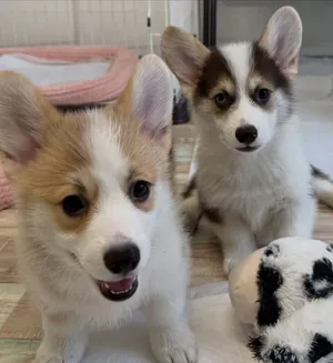 Meet Our Beautiful Corgi Puppies – Two Little Bundles of Love, Happiness, and Endless Cuteness!