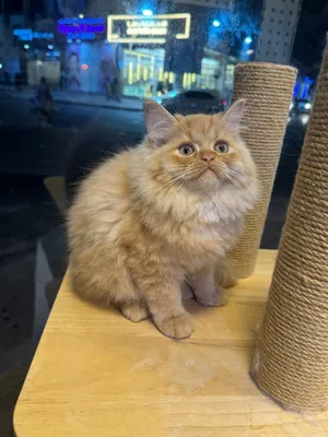 Persian kittens available