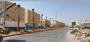 نخل واشنطن نخيل عربي